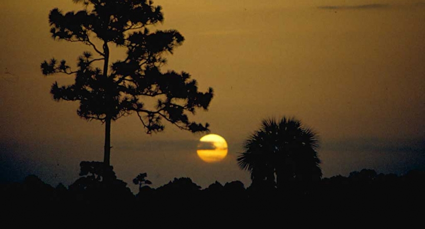 the sun sets behind the silhouette of trees